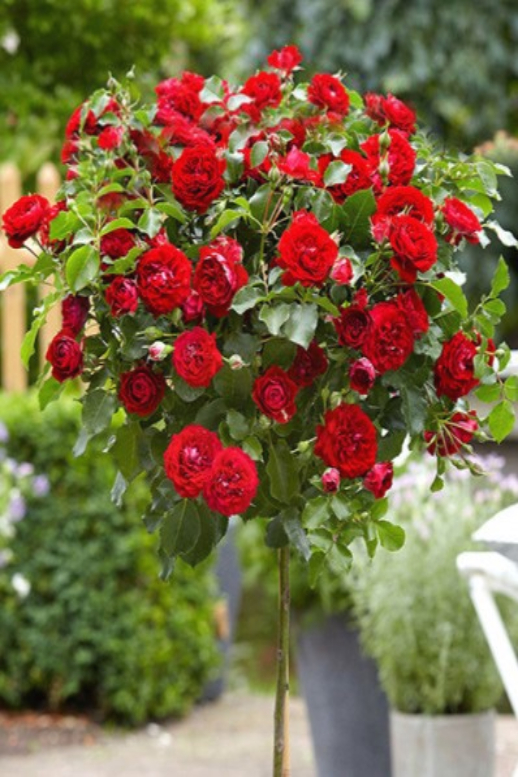 Троянда англійська на штамбі Кінг Артур, Rose on the trunk King